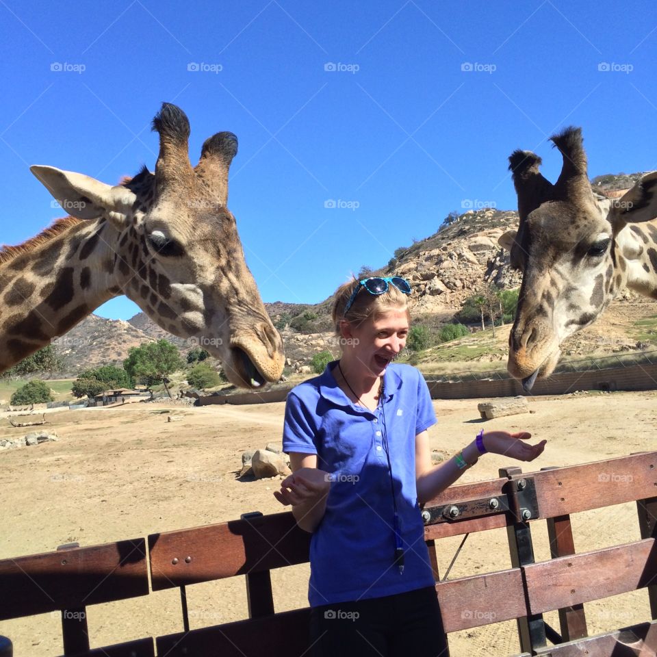Up close with giraffes 