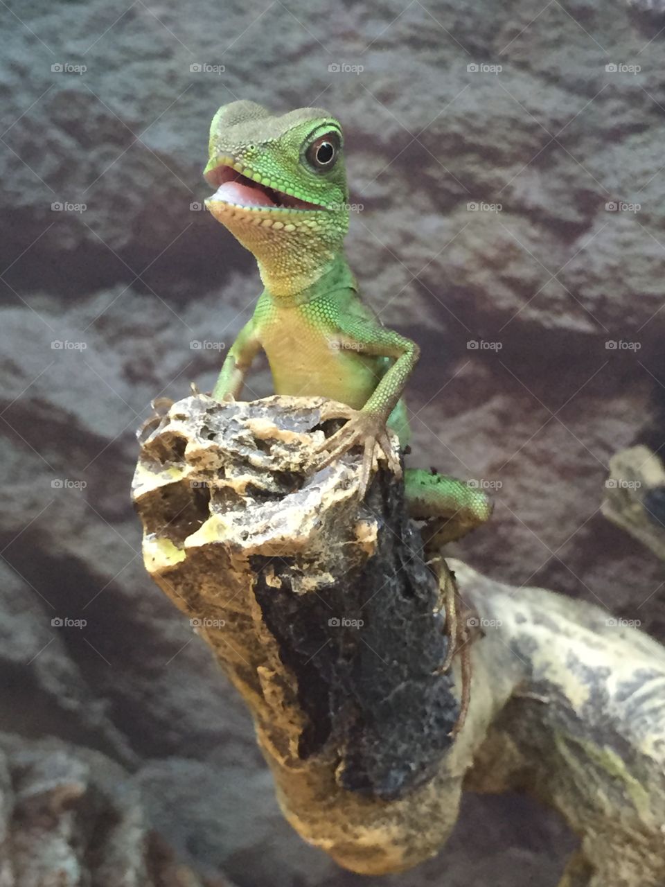 Young Chinese Water Dragon.