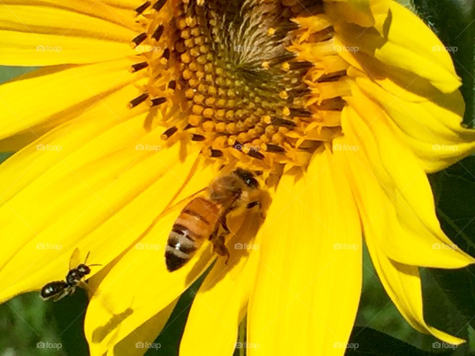 A sunflower, a bee and a fly