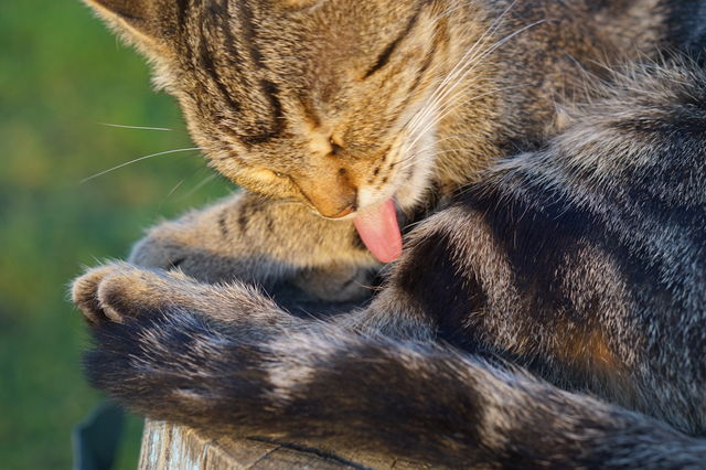 Mammal, Animal, Cat, Fur, Nature
