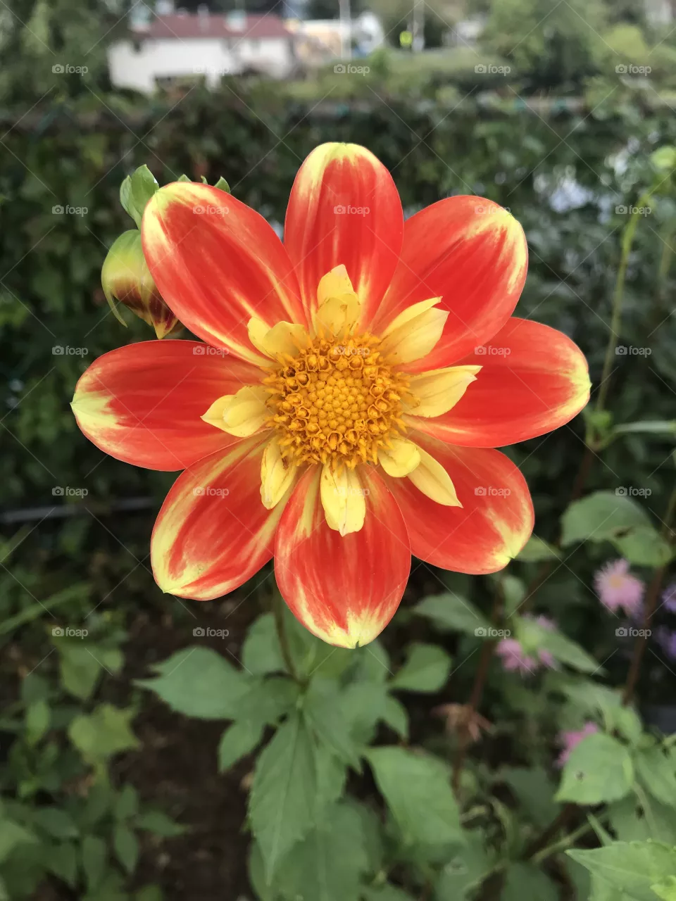 Flower 