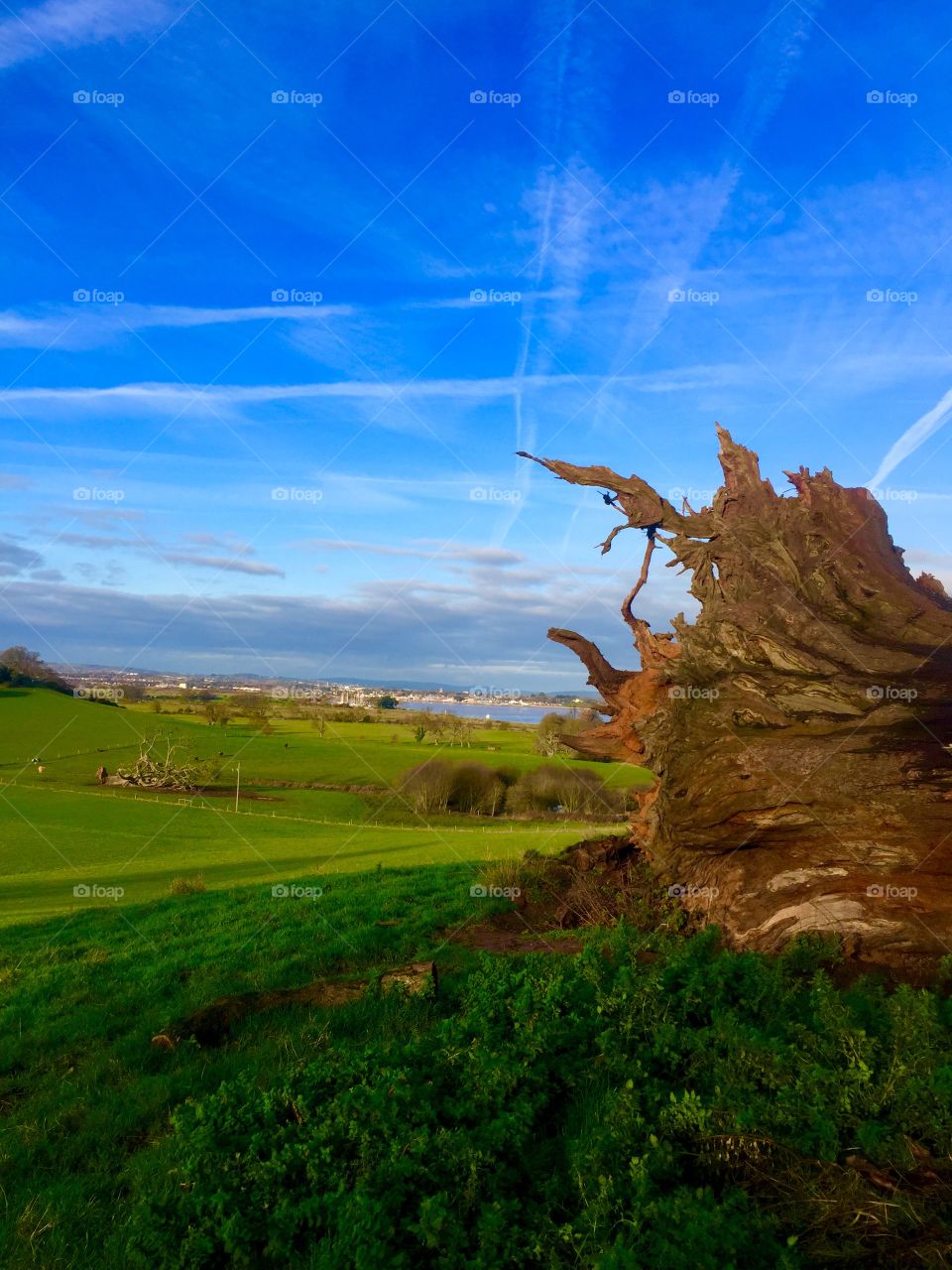 A massive fallen tree in the fields near my village.