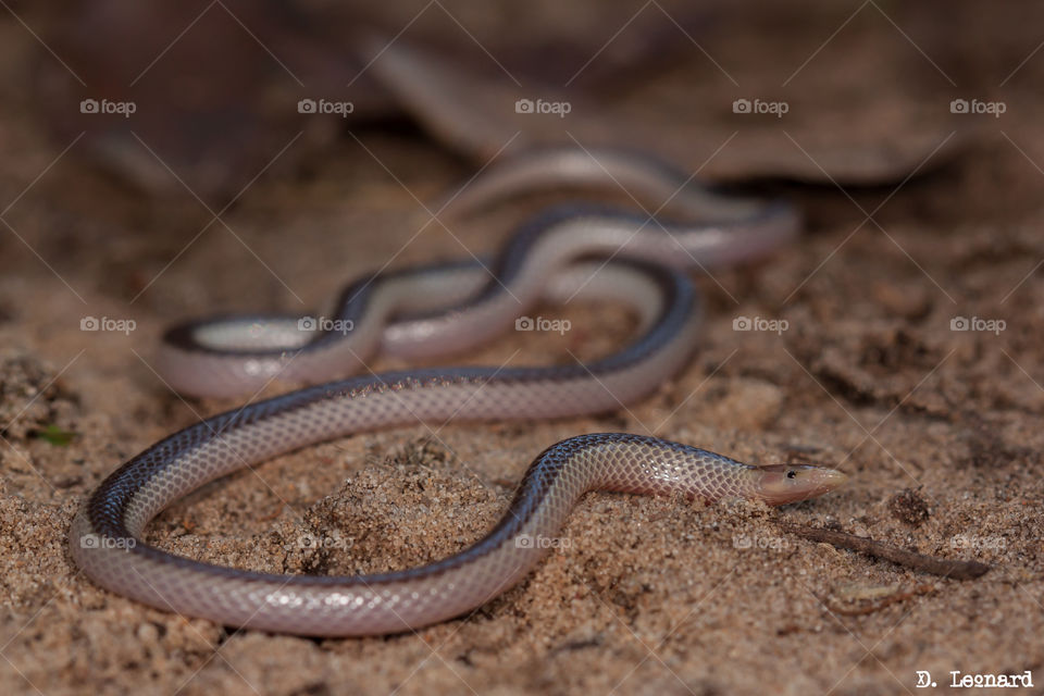 striped quill snouted snake