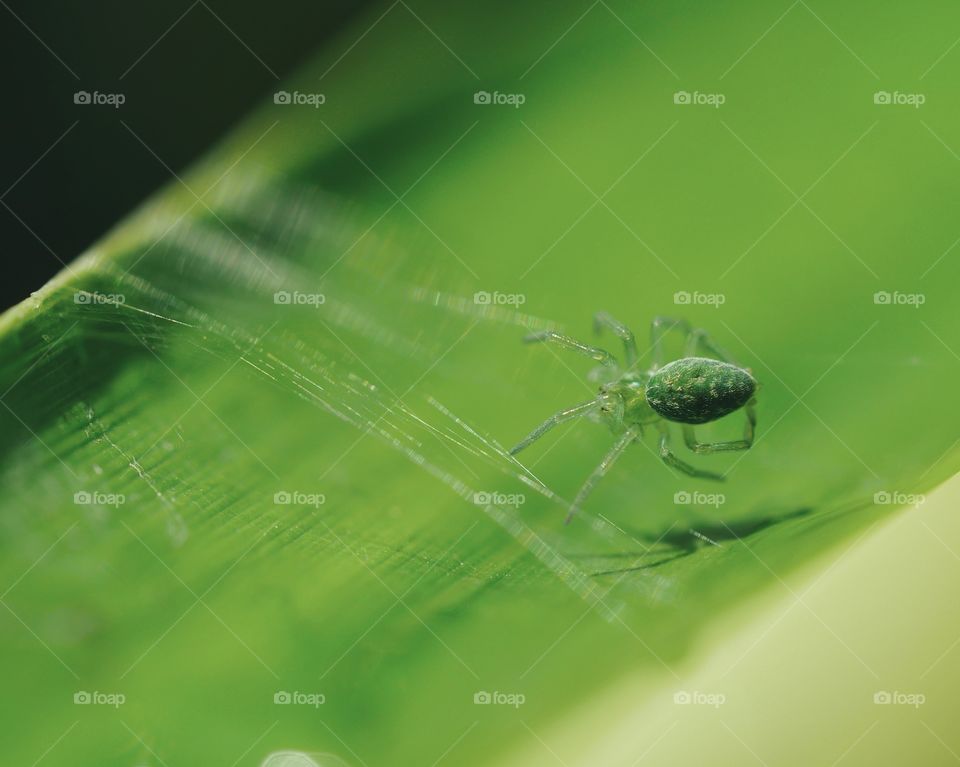 Small green spider on leaf