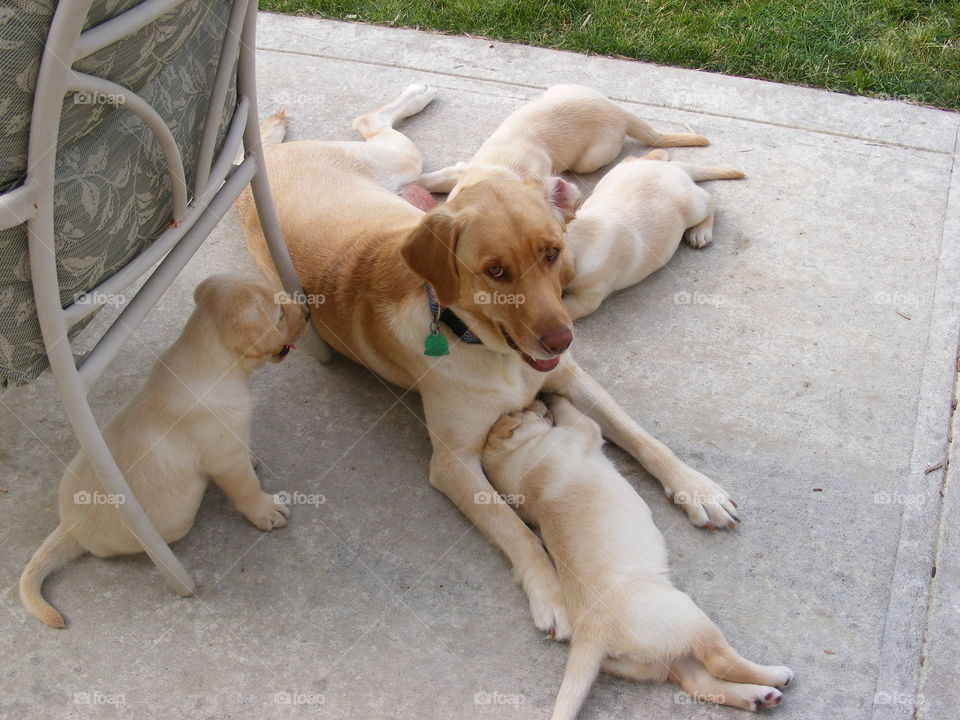 Yellow Labrador retriever family of dogs.