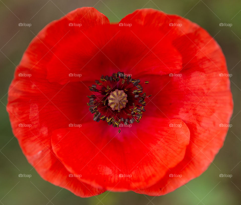 Wild red poppy, view from the top