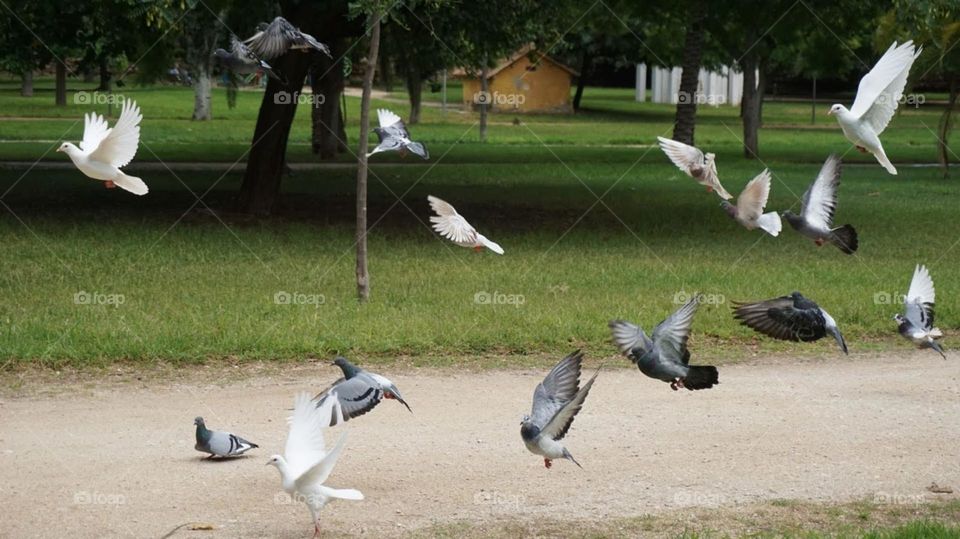 Urban#birds#fly