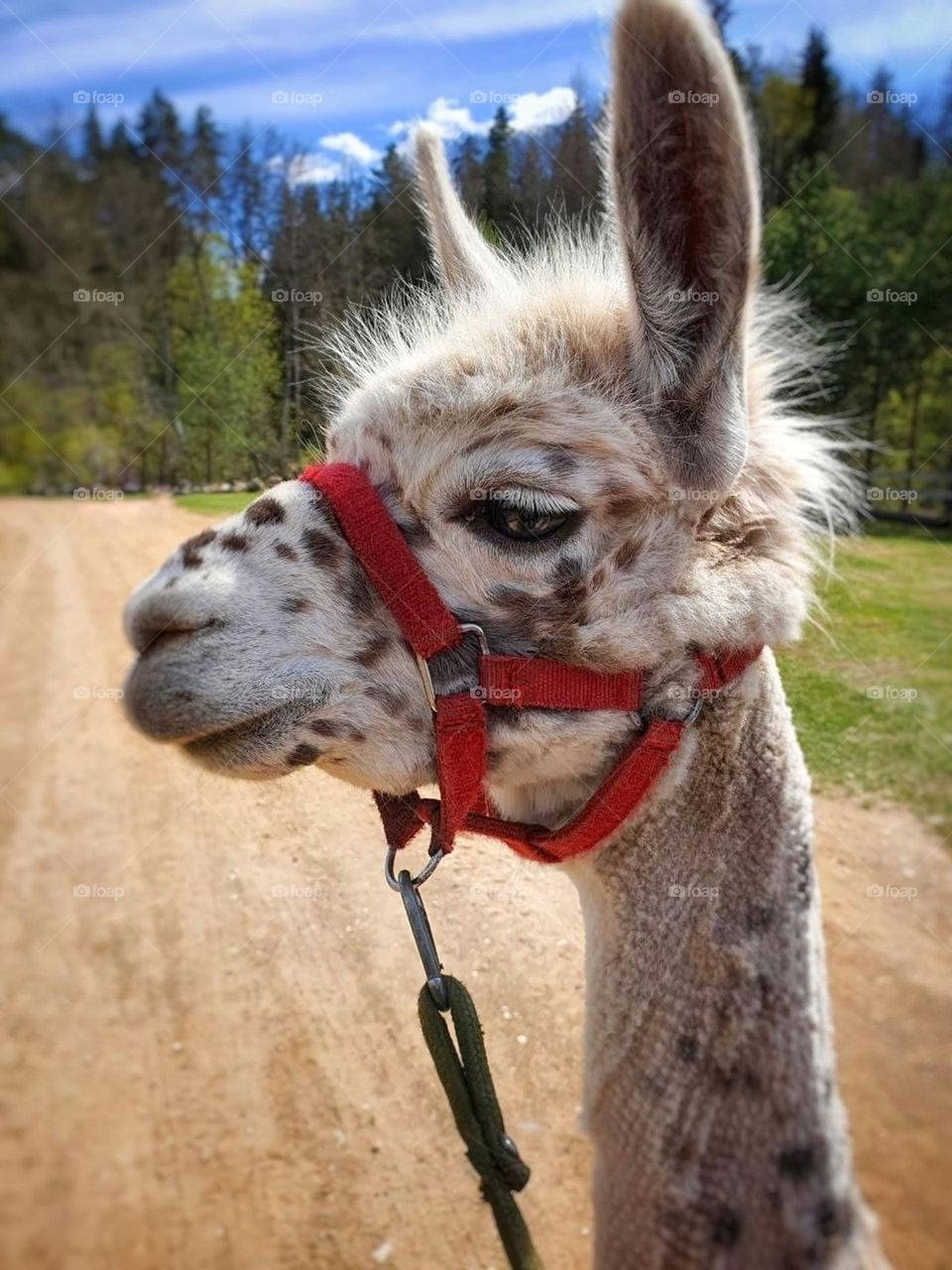 Llama - nice and very cute animal. Animal portrait. In a llamas farm...
