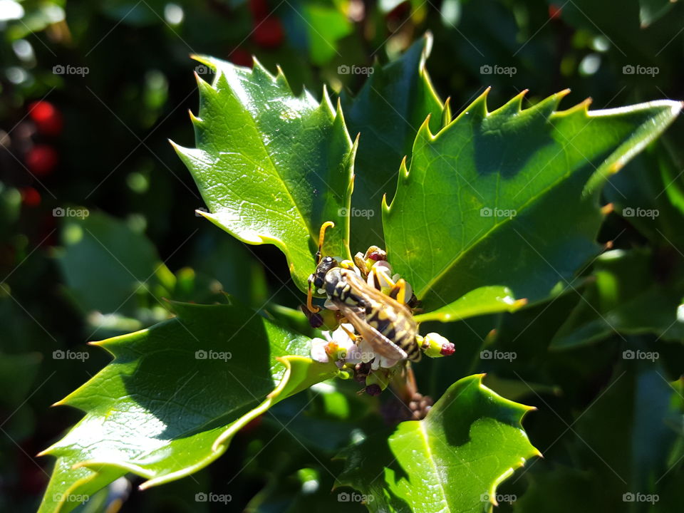 yellow jacket