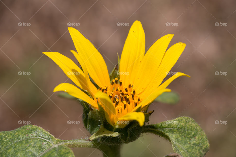 Sunflower blooming
