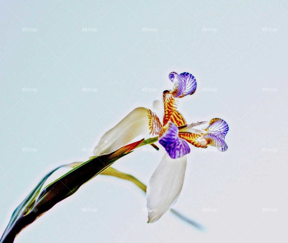 Flor  iris jardim
