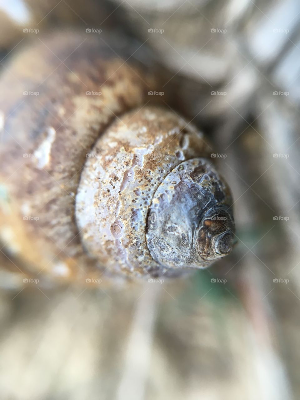 Old empty snail shell