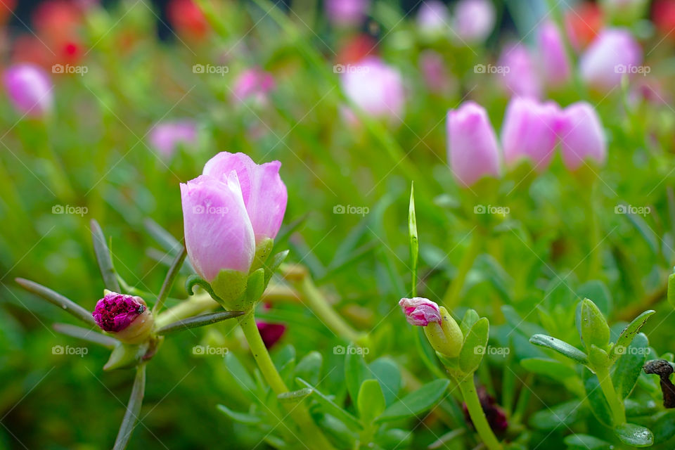 Flower starting to bloom during spring season