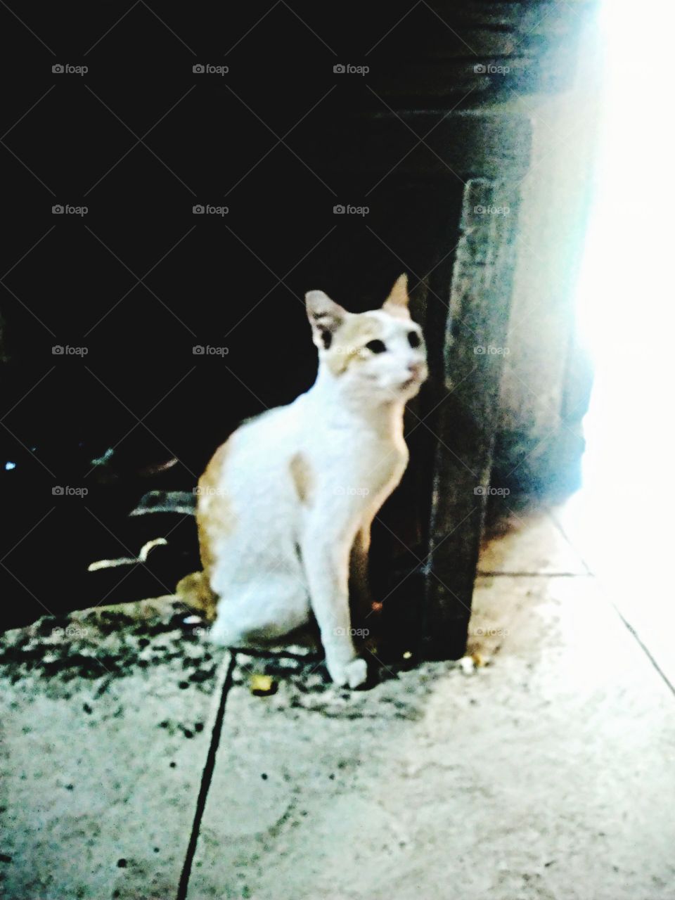 When the cat looks up