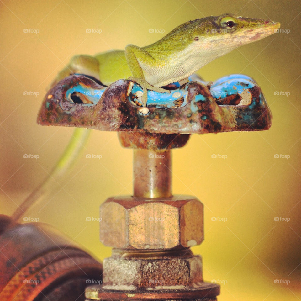 green lizard faucet spigot by jorgebernal