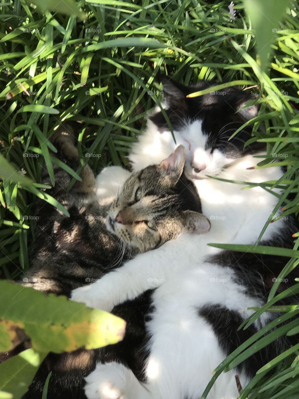 Pepper & Tad Sunbathing 