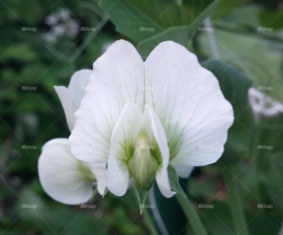 sweat pea bloom. sweet peas from garden