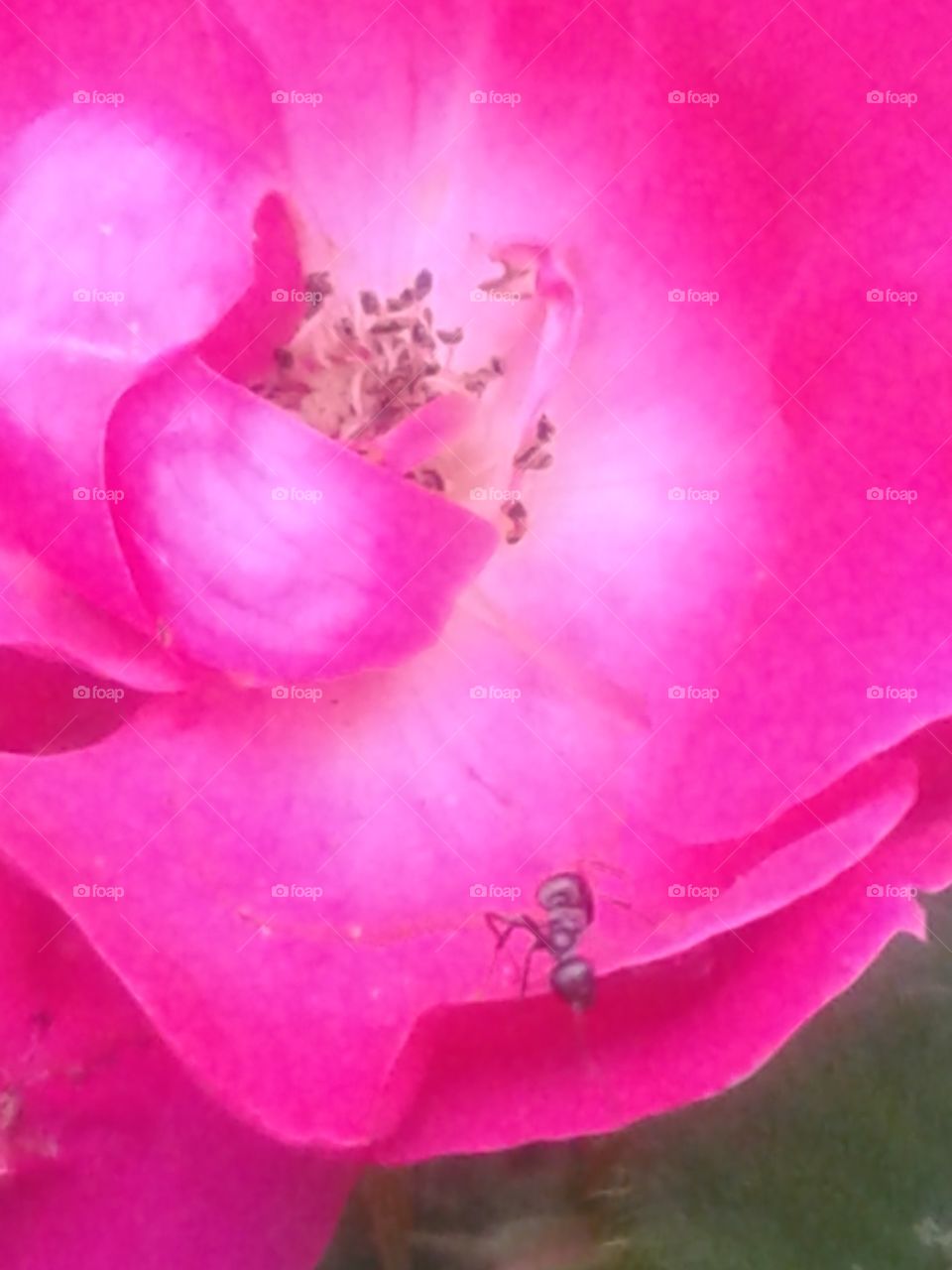 ant on a petal