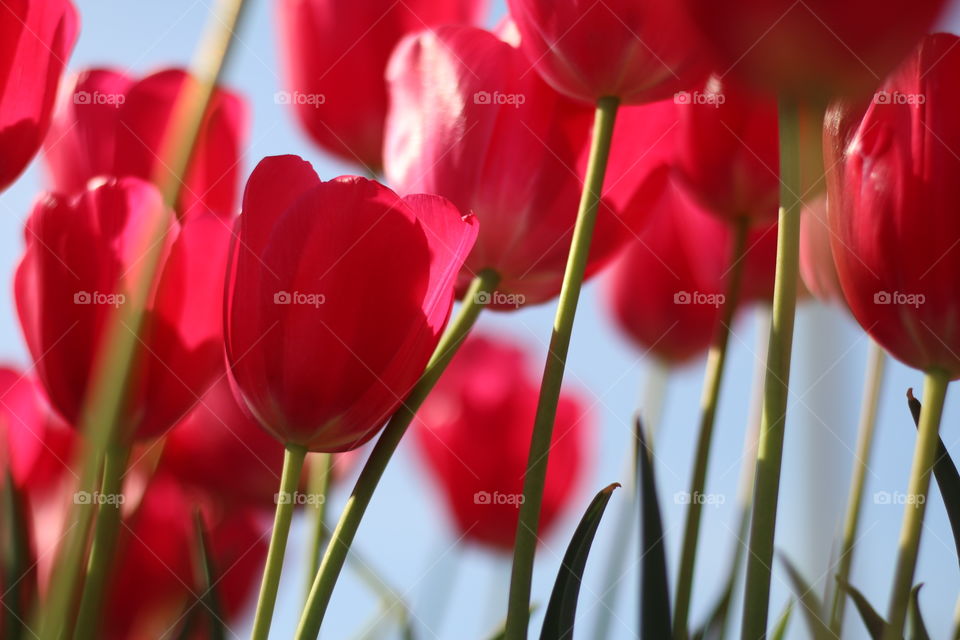 Red tulips 