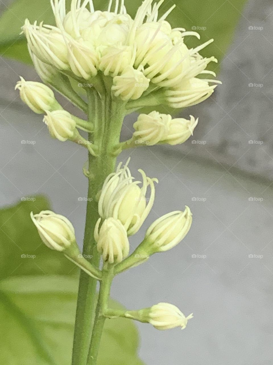 The stories of the nature, Countryside (Thailand)