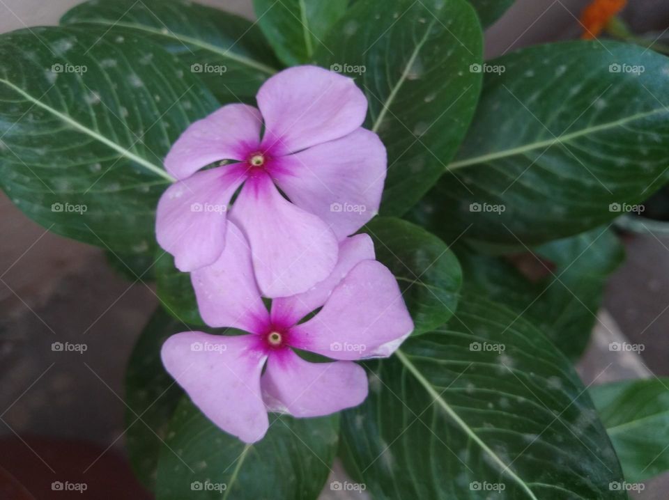 periwinkle pink flower fresh seasonal looking very beautiful generally found everywhere fresh seasonal