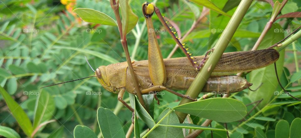 The grasshopper perched on the flower tree