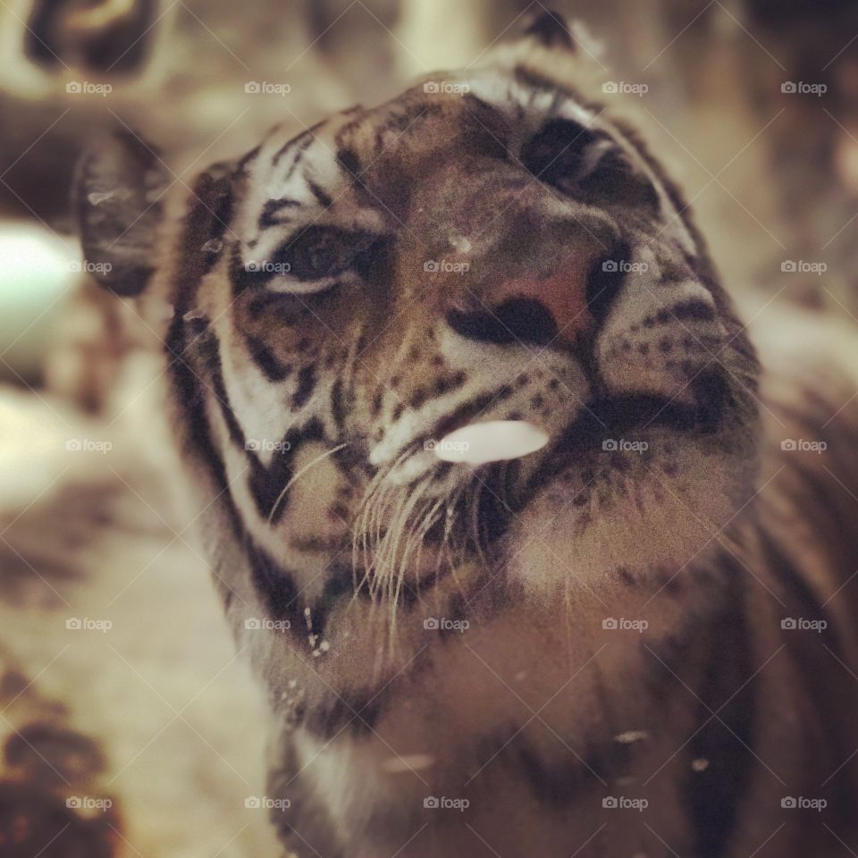 Up close with a big kitty