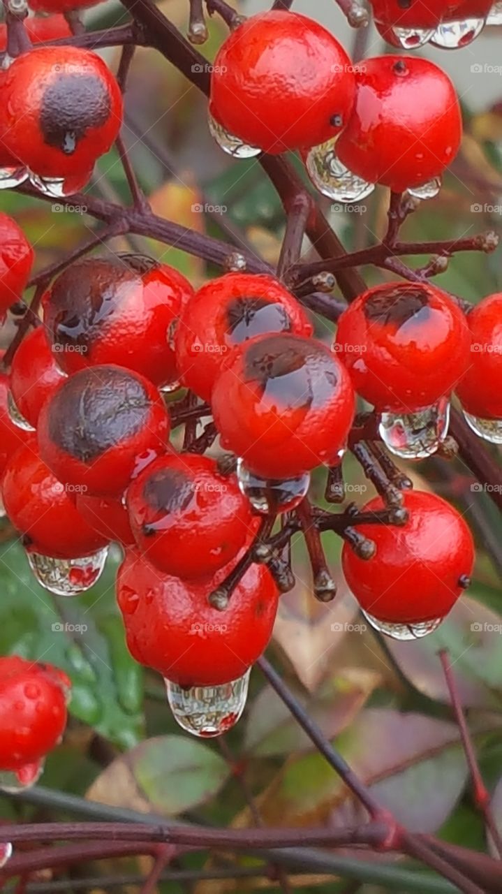 wild berries in the rain close up