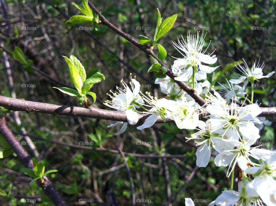 Tree Blossoms 