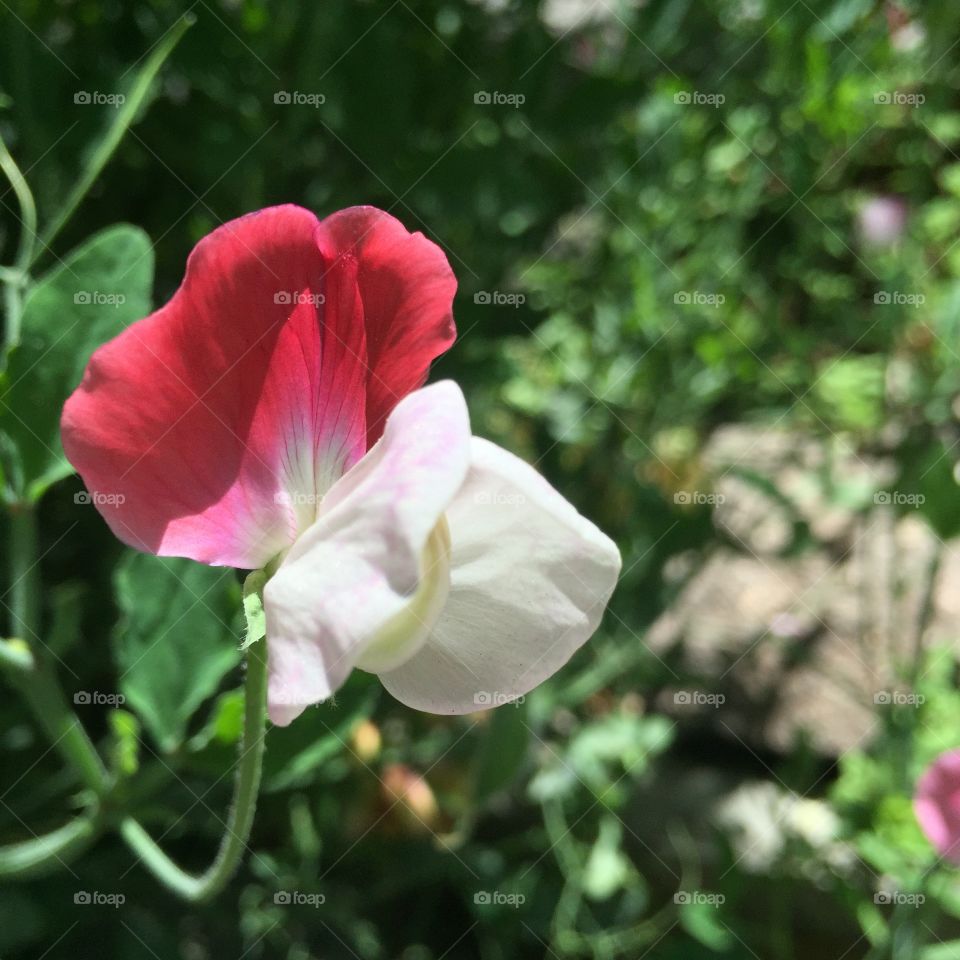 Flower Art. Sweet pea, cultivar "Painted Lady"