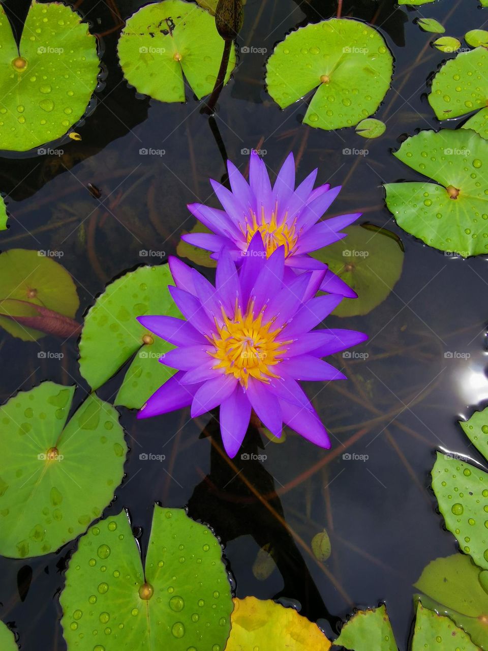 Lovely lotus flowers. Lotus pond in Singapore.