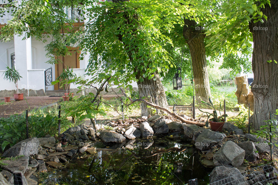 Tree, No Person, Wood, Garden, Outdoors