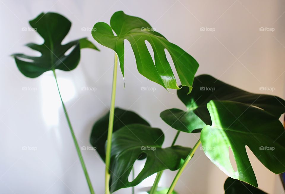 Monstera plant