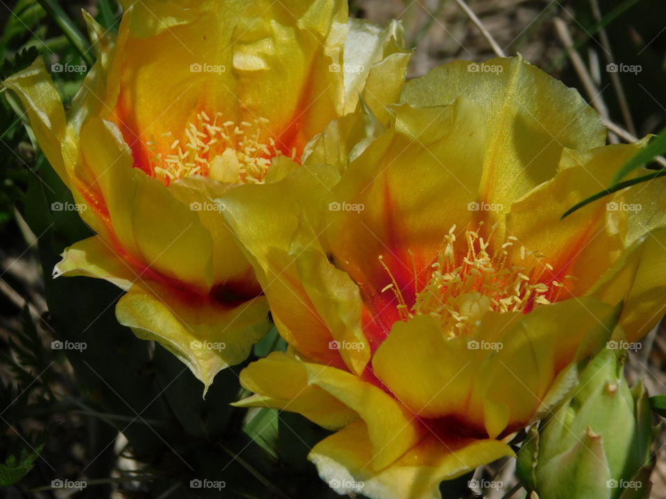 Fiery cactus flower 