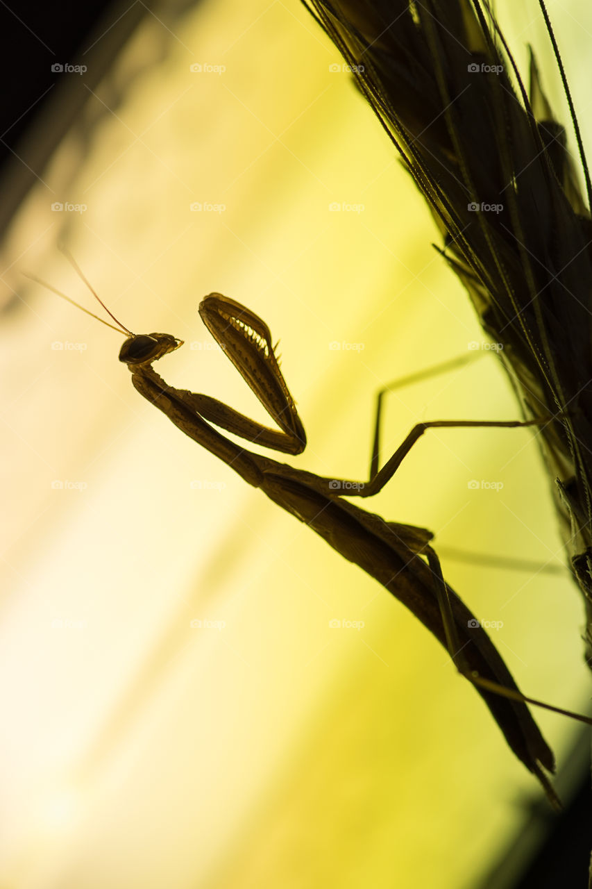 Young Mantis religiosa in opposite light