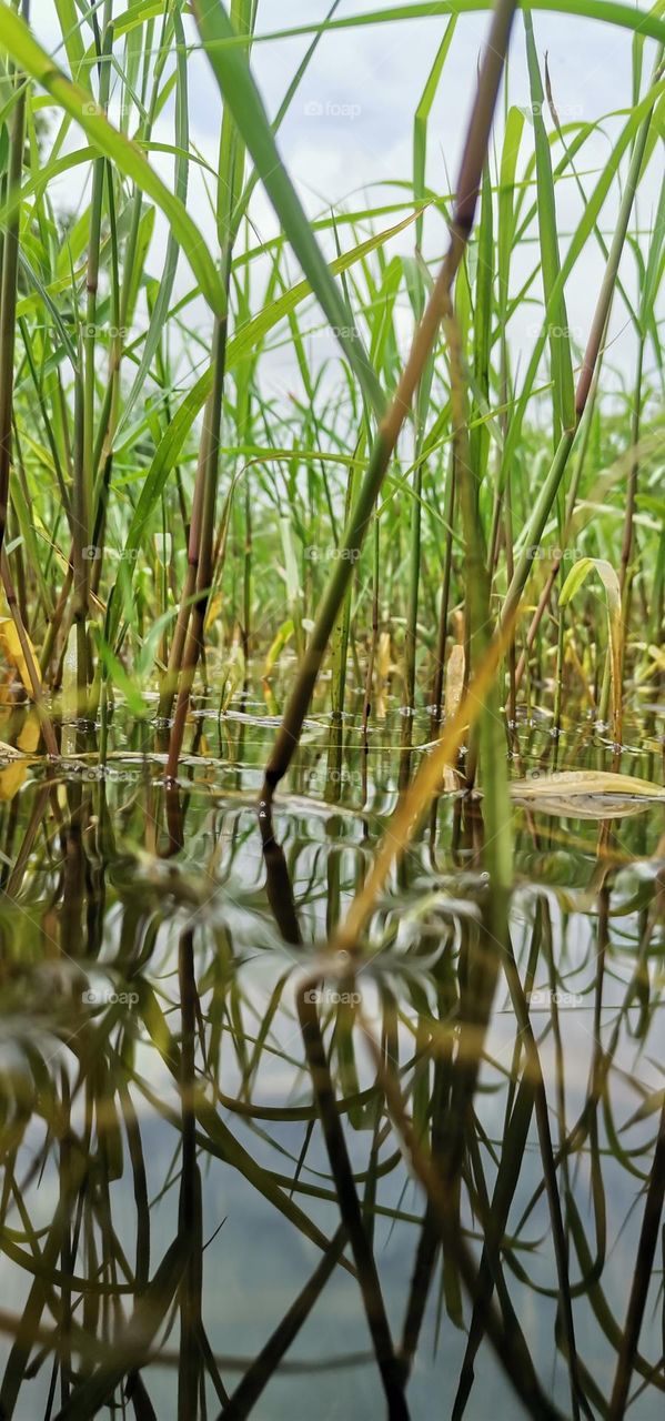 Grass in the water