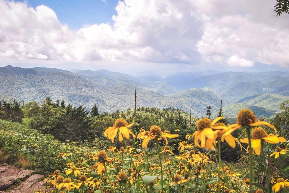 Flowery overlook