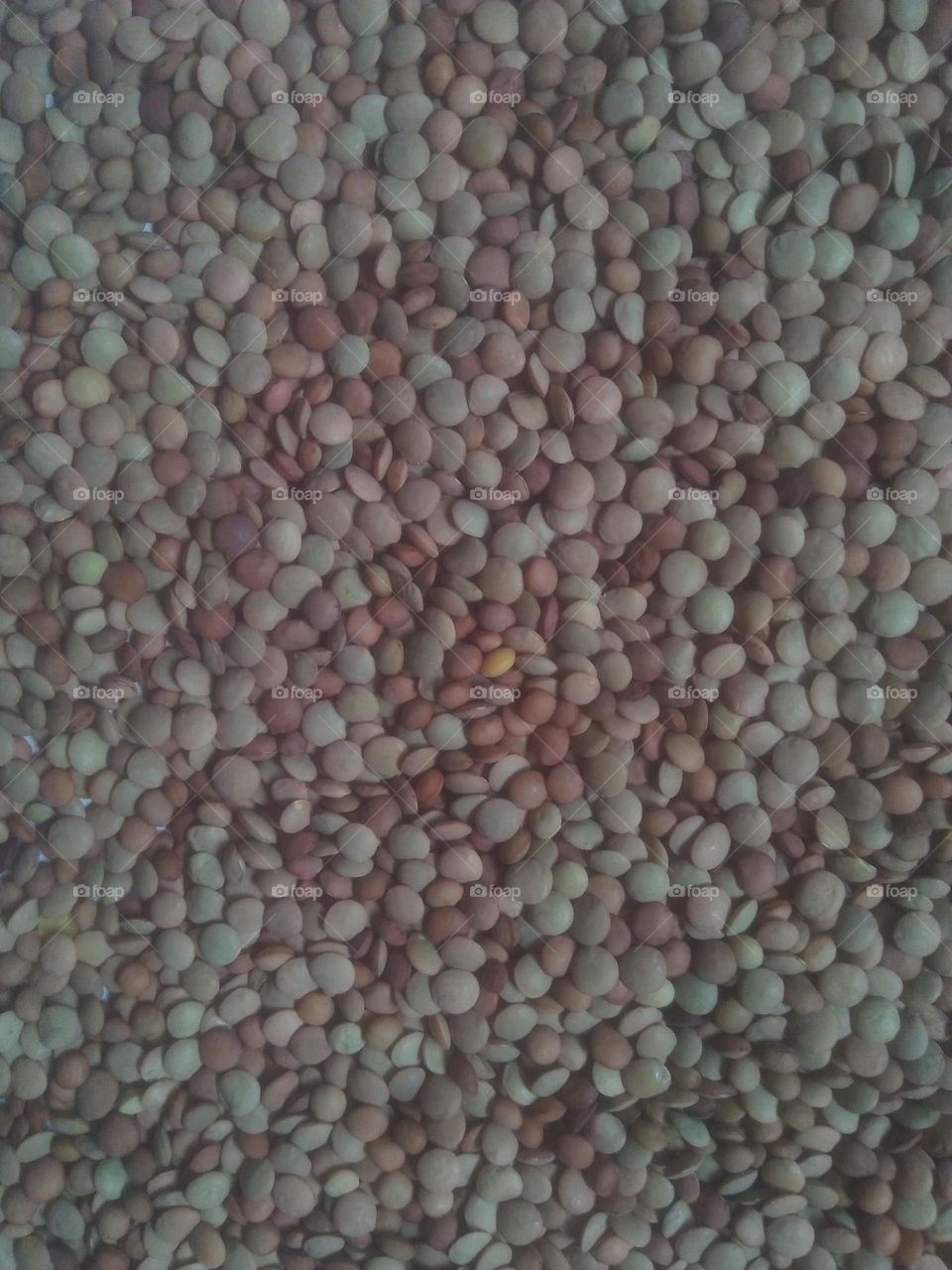 Lentils