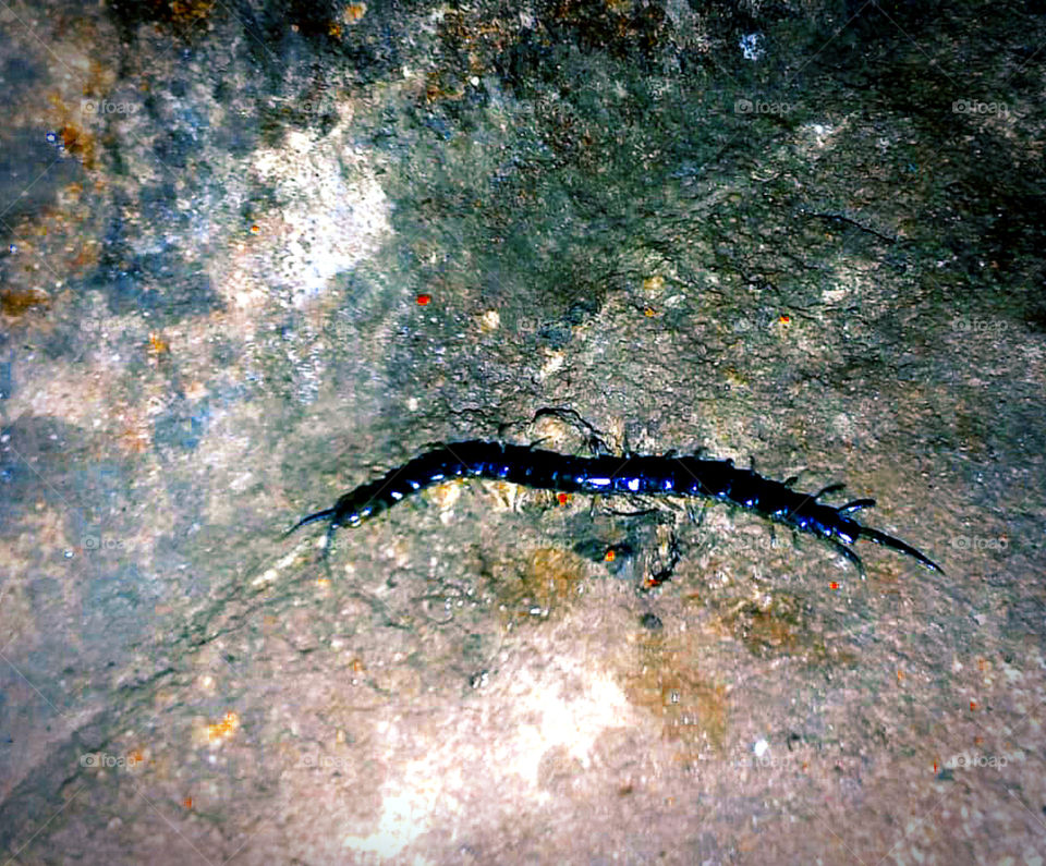 Black Centipede captured.
