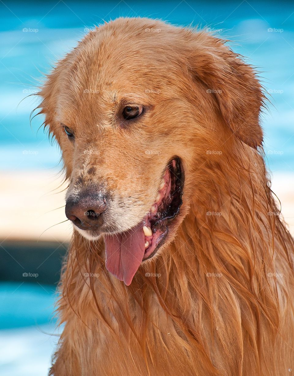 Golden retriever