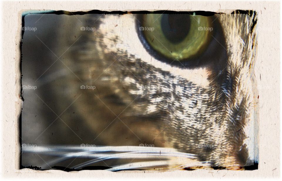 A cat portrait that is close up. His face is gray and brown with a bright green eye. This photo is edited to match that of a polaroid transfer.  