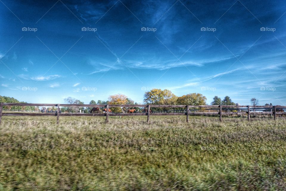 Horses Enjoying Fall