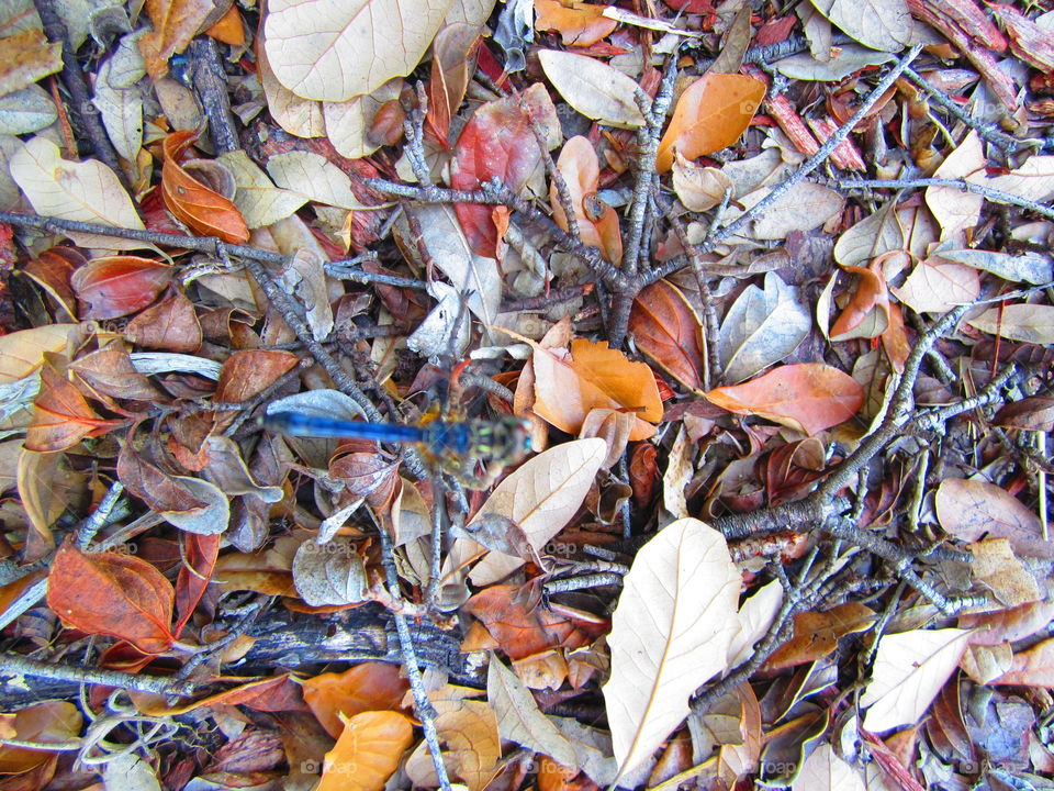 twigs, dries leaves, autumn, dragonfly