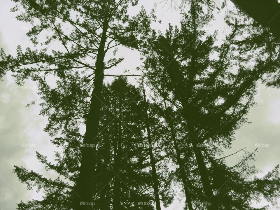 Woods behind my home 