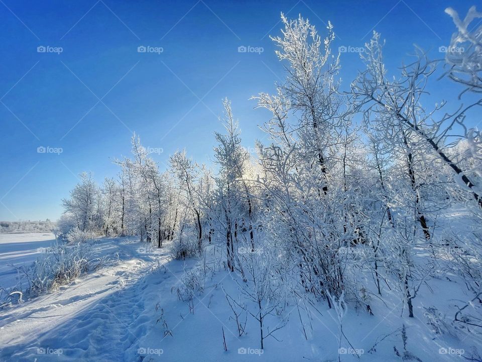 Winter’s beauty 
