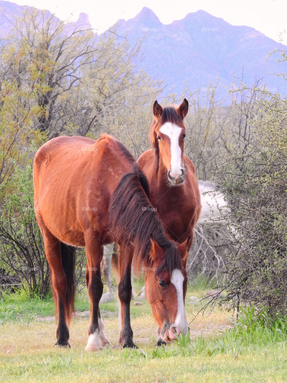 High angle view of horses