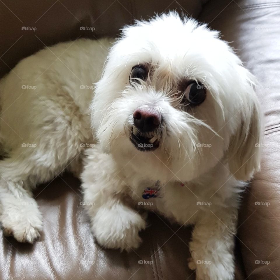 Cute Maltese shitzu dog looking at the viewer