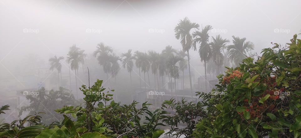 Very cold and foggy weather. The visibility is poor. Some betel nuts trees are seen as fuzzy.