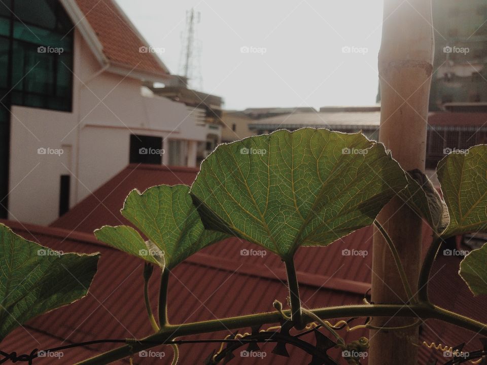 Freshly grown leaves