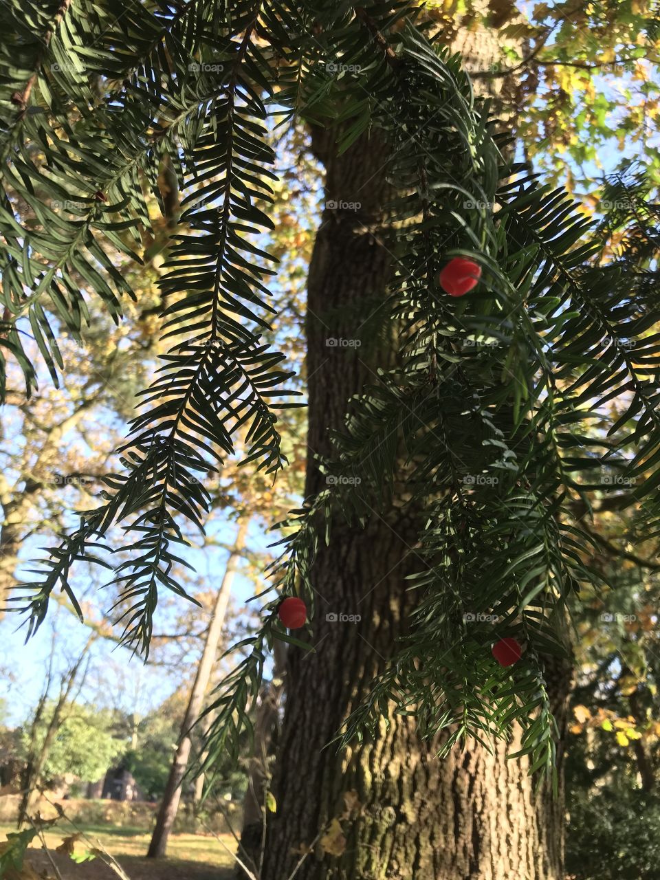 Christmas berries